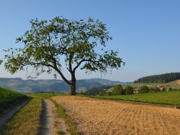 Aufhebung Gebührentarif Feuerungskontrolle