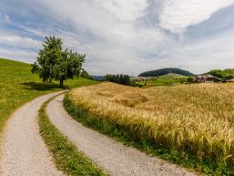 Informationen aus dem Gemeinderat Juni 2025