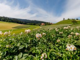 Kurzmitteilungen aus dem Gemeinderat Mai 2025