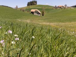 Kurzmitteilungen aus dem Gemeinderat März 2025