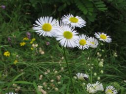 Invasive gebietsfremde Pflanzen (Neophyten)