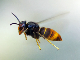 Asiatische Hornisse melden