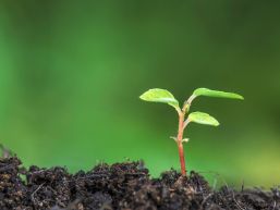 Schliessung Grüngutsammelstelle während Stäcketöri Festival