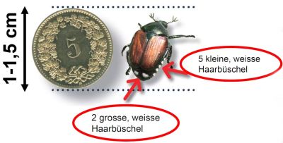 Japankäfer Erkennhilfe