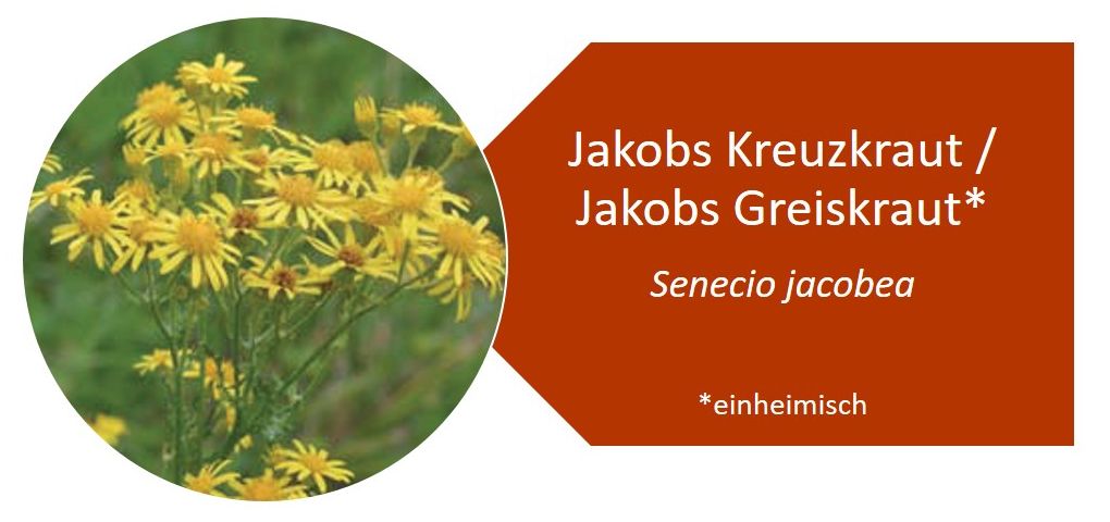 Jakobs Kreuzkraut / Jakobs Greiskraut (Senecio jacobaea L.)