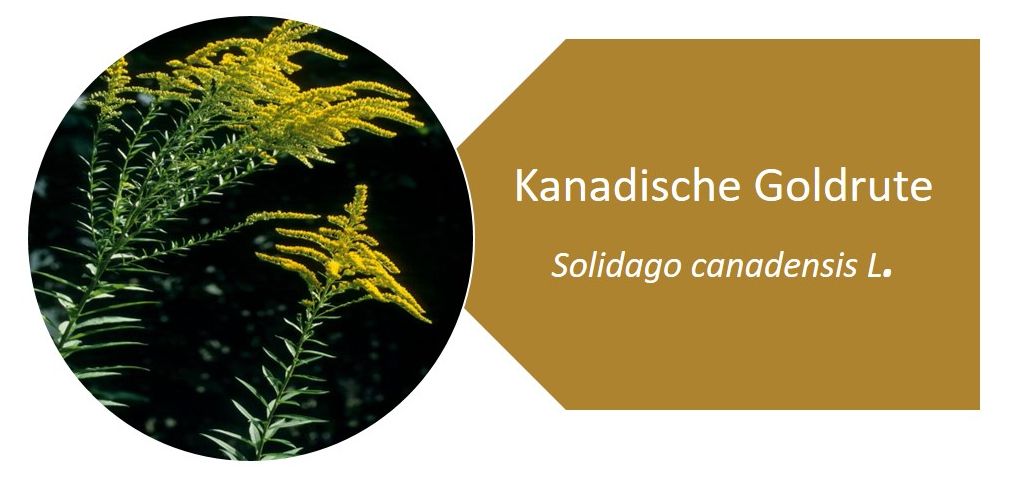 Kanadische Goldrute (Solidago canadensis L.)