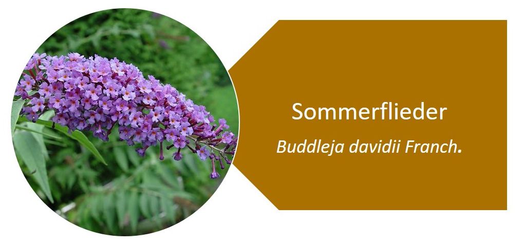 Sommerflieder (Buddleja davidii Franch.)